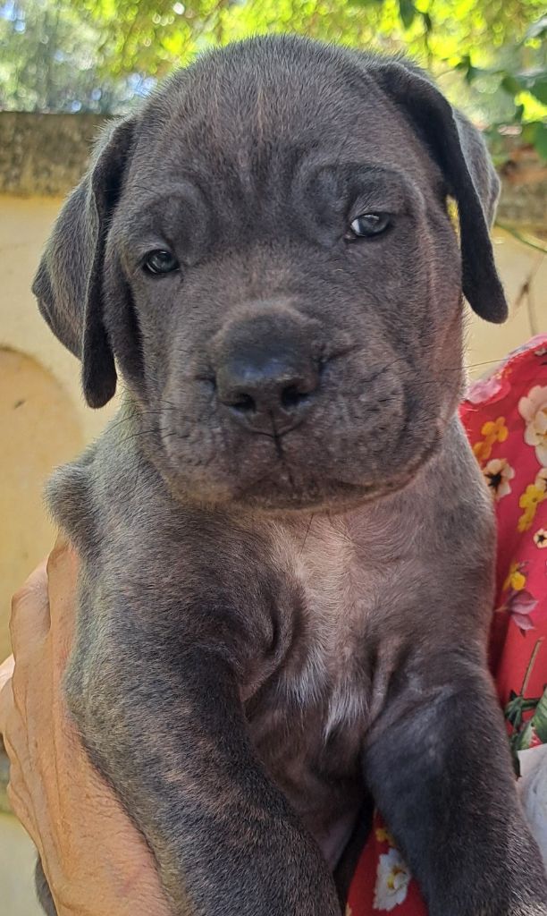 Des Bogoss Au Coeur Du Soleil - Chiots disponibles - Cane Corso