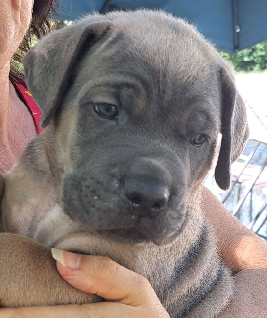 Des Bogoss Au Coeur Du Soleil - Chiots disponibles - Cane Corso