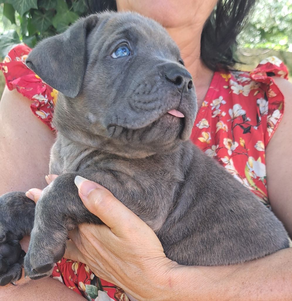 Des Bogoss Au Coeur Du Soleil - Chiots disponibles - Cane Corso