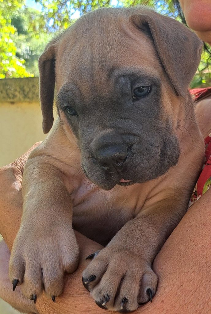Des Bogoss Au Coeur Du Soleil - Chiots disponibles - Cane Corso